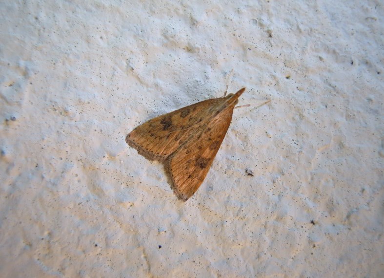 Crambidae - Udea ferrugalis